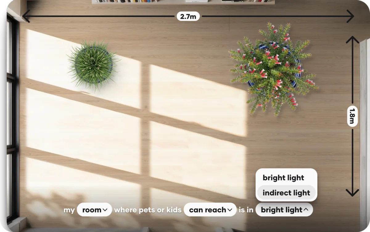 An indoor plant arrangement with a mix of leaf shapes