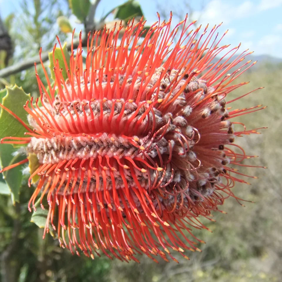 A Scarlet Banksia flower with vivid red styles and soft grey florets